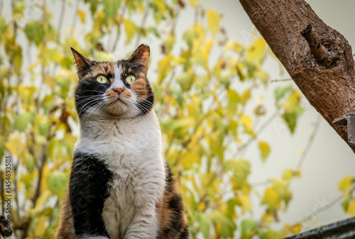 A calico cat with striking green eyes sits attentively in a natural outdoor setting. The cat's black, white, and orange fur contrasts beautifully with the blurred background of green foliage