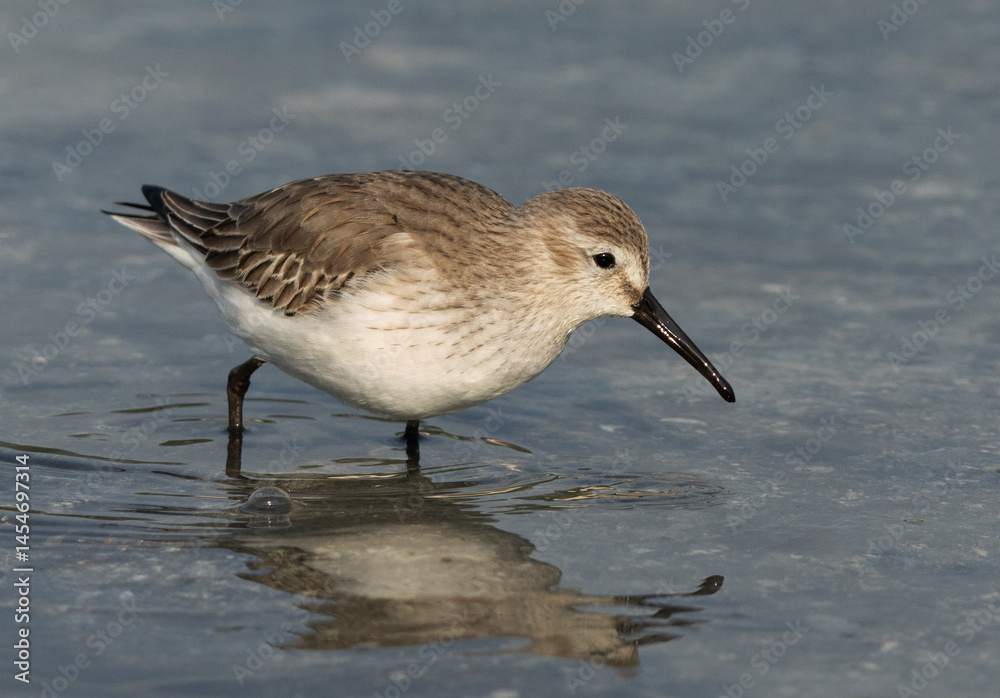 Obraz premium Dunlins feeding at Tubli bay of Bahrain