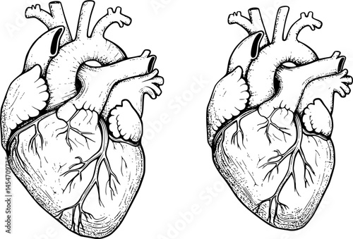 Human heart anatomically correct hand drawn line art and dotwork. Flash tattoo or print design vector illustration.