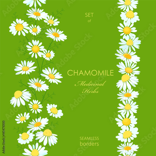 collection of seamless vertical borders with wildflowers camomile. set of frame with medicinal plant chamomile