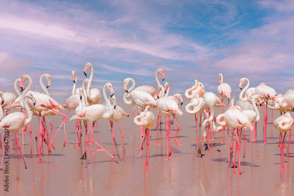 Greater Flamingo, Phoenicopterus ruber, beautiful pink big bird with long neck in a pink water, with evening sun. Flamingo, wildlife.