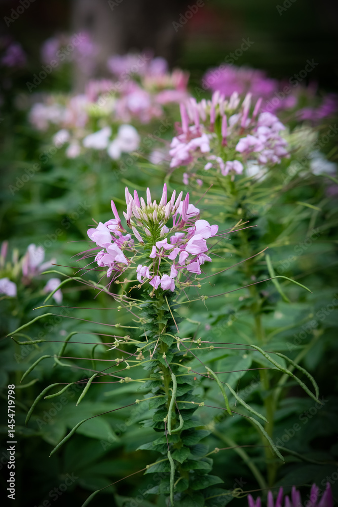Spider flowers in Queen Sirikit Park Bangkok Thailand. Spider flowers in Queen Sirikit Park Bangkok Thailand.