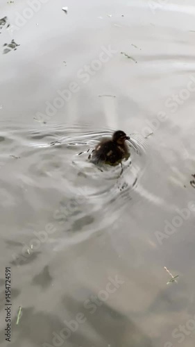 duckling swimming in the water
