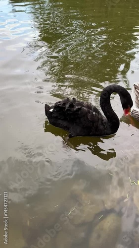 black swan swimming in the lake