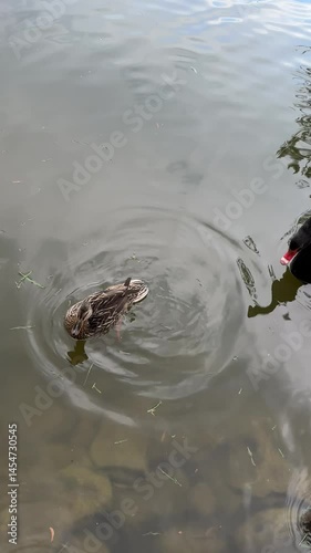Duck swimming on the lake