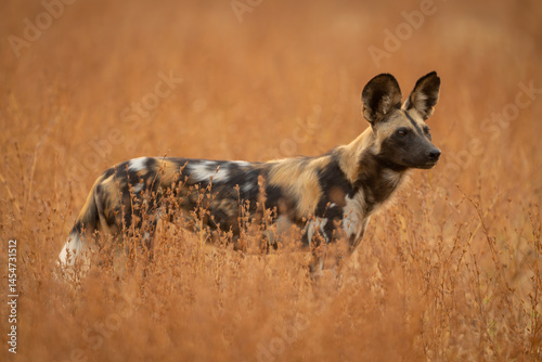 Foto African wild dog standing amongst thick bushes