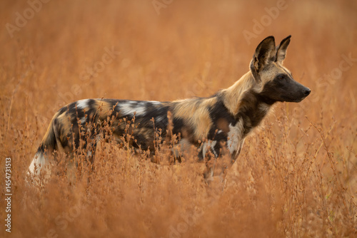 Quadro su tela African wild dog standing among thick bushes