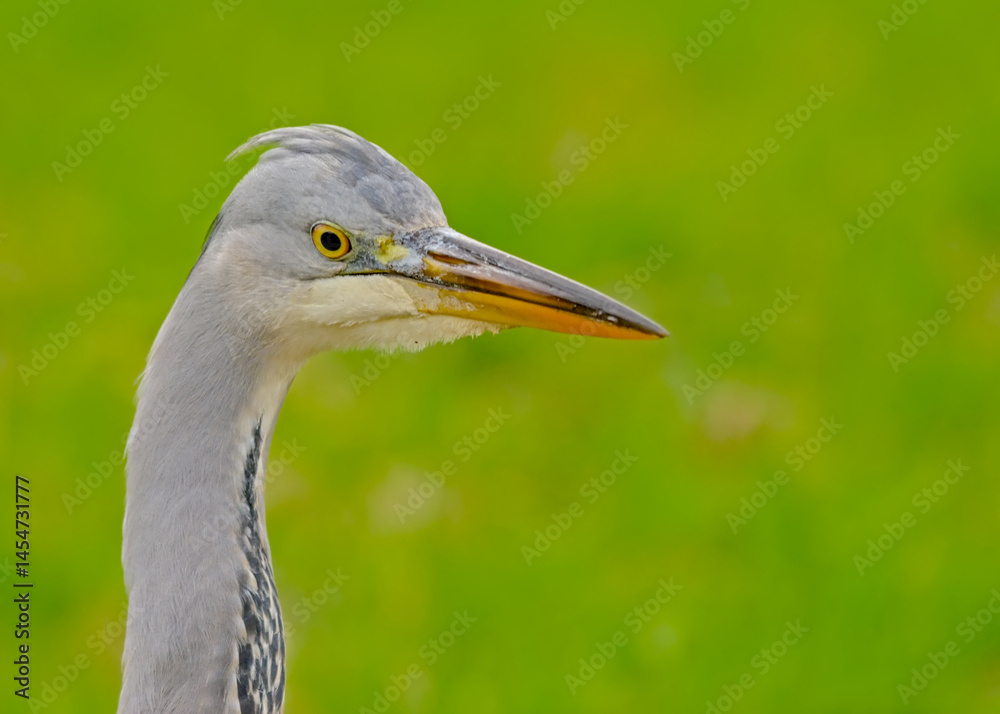 ead of a young grey heron in Bourgoyen nautre reserve, Ghent, Flanders, Belgium. selective focus with green bokeh background - Ardea cinerea
ead of a young grey heron in Bourgoyen nautre reserve, Ghent, Flanders, Belgium. selective focus with green bokeh background - Ardea cinerea