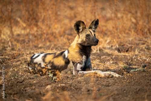 Slika na platnu African wild dog lies staring with catchlight