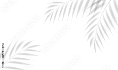 Palm Branch And Isolated White Background