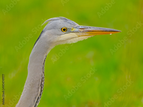 Close-up of a juvenile grey heron in a green meadow.  - Ardea cinerea 