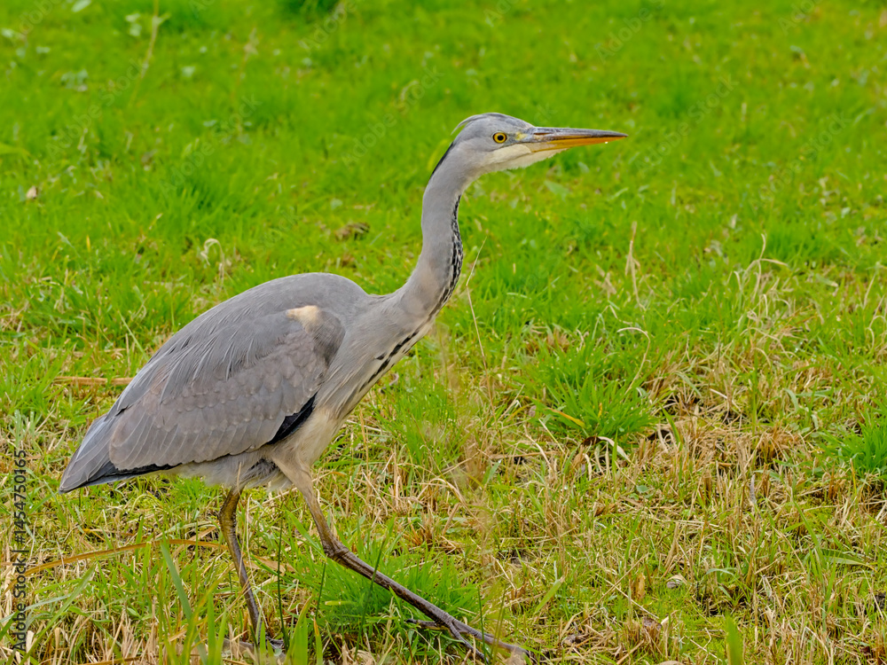 Fototapeta premium juvenile grey heron walking in a green meadow. - Ardea cinerea 