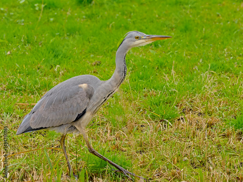 juvenile grey heron walking in a green meadow.  - Ardea cinerea 