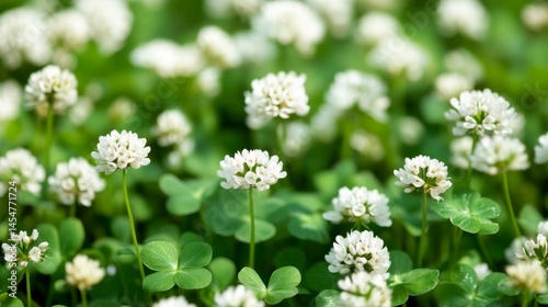 Closeup of White Clover Blossoms in Lush Green Field