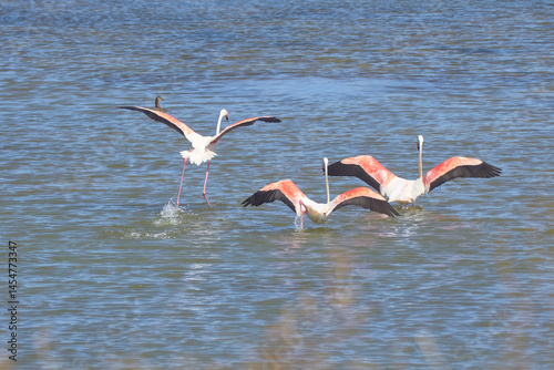 Bird spotting in the salt lake