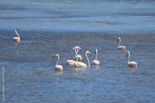 Bird spotting in the salt lake
