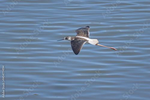 Bird spotting in the salt lake