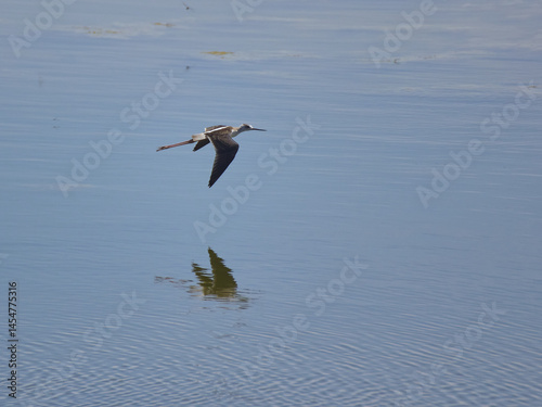 Bird spotting in the salt lake