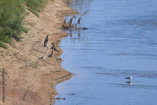 Bird spotting in the salt lake