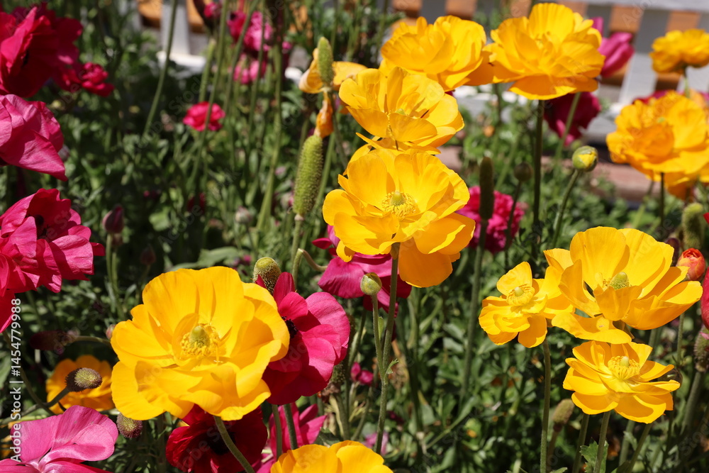 Fototapeta premium yellow ranunculus 