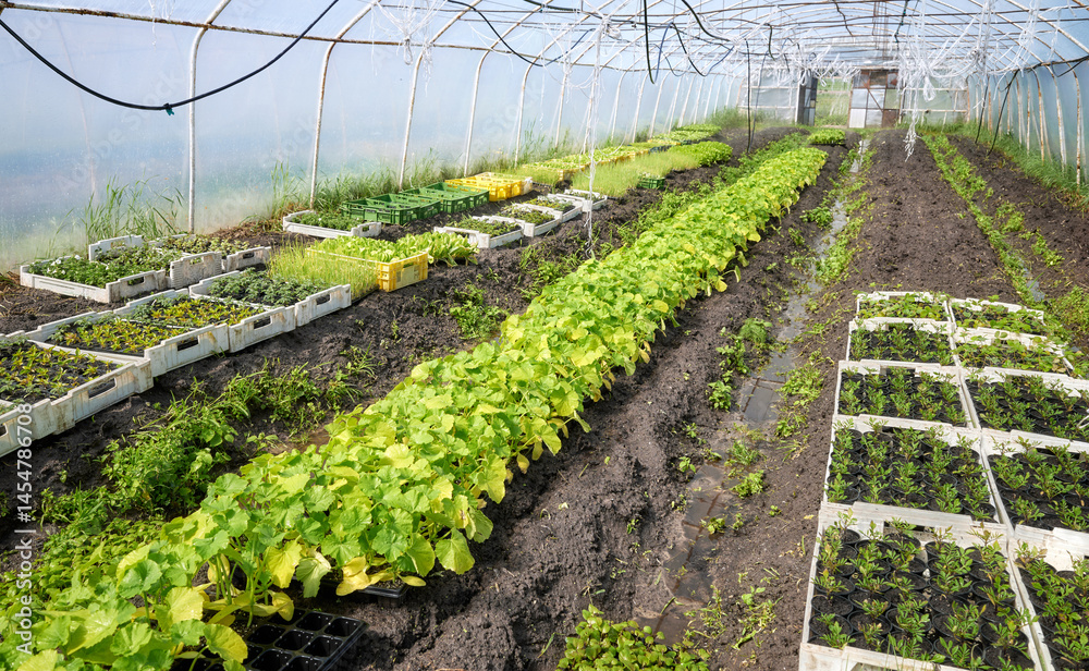 Organic vegetables and seedlings grown in a foil tunnel.