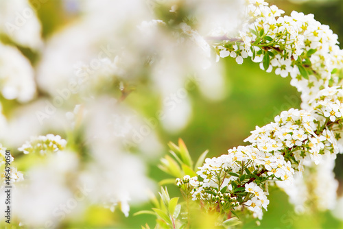 Framing spring scene through blooming spirea arches, layered focus, dreamlike garden view. Evokes dreamy transitions, seasonal softness. Floral atmosphere, garden inspiration concept. Copy space