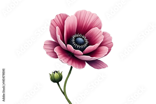 Delicate pink carnation flower isolated on a white or transparent PNG background.