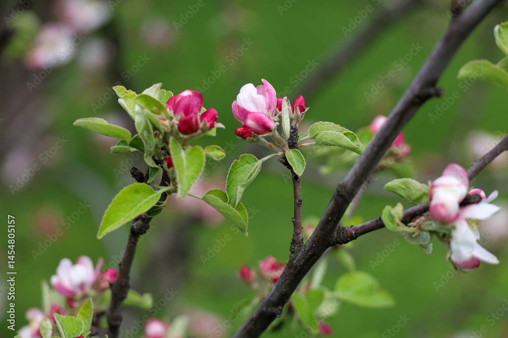 Apple blossom in spring garden. White flowers and pink buds on a tree branch