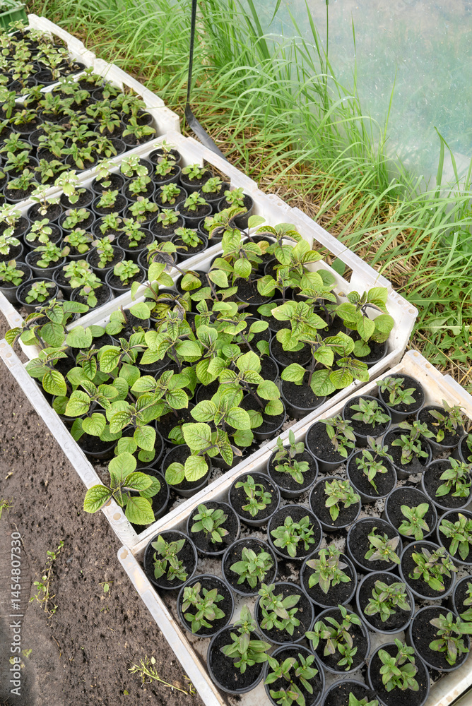 Organic seedlings grown in a foil tunnel.