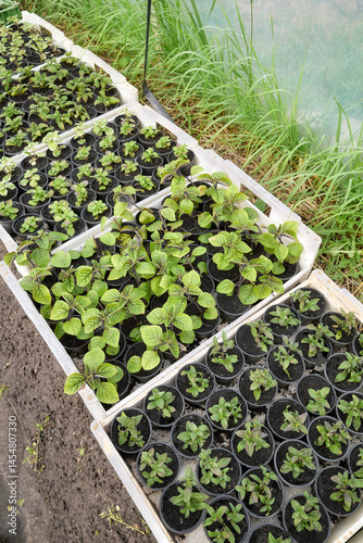 Obraz na płótnie Organic seedlings grown in a foil tunnel. w salonie