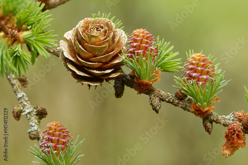 Larch strobili: young and old ovulate cones on a larch branch.