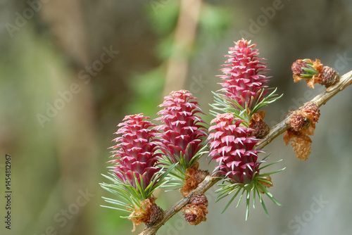 Larch strobili: young ovulate cones on a larch branch.