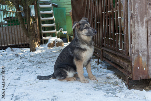 Young dog looks at other dogs in a cage