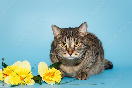 Beautiful grey cat and yellow flowers
