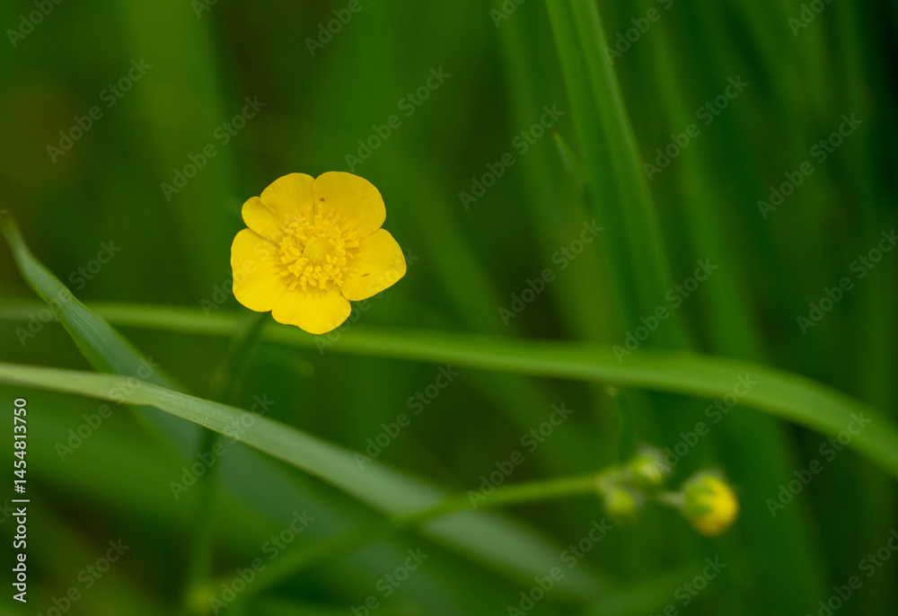 Yellow Blossom of Meadow Buttercup