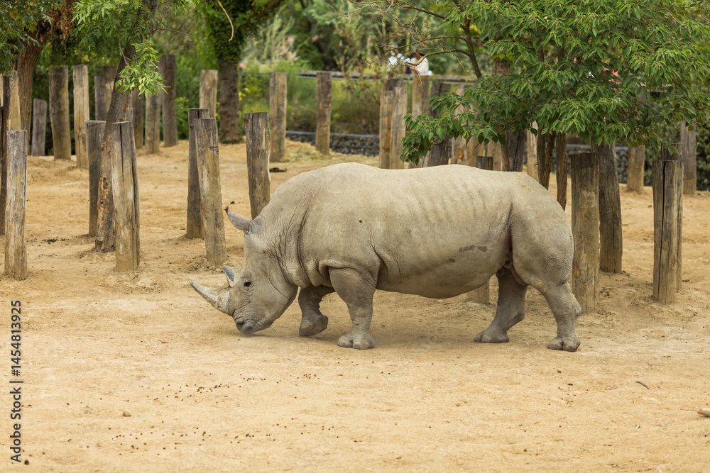 Naklejka premium rhino in the zoo