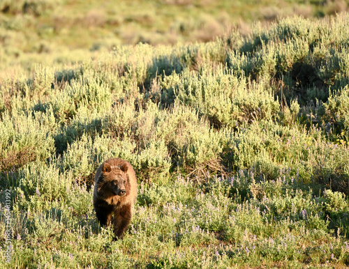 Obraz na płótnie Young Grizzly Bear Wanders Through Sage Field w salonie