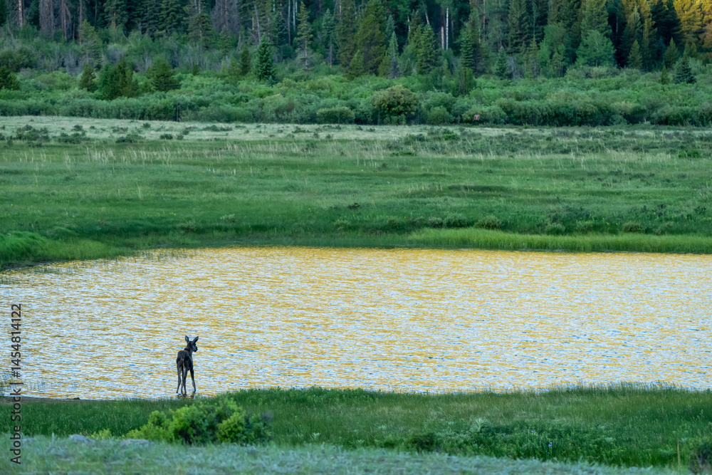 Young Moose Looks Out On The Edge Of A Pond Reflecting Golden Light