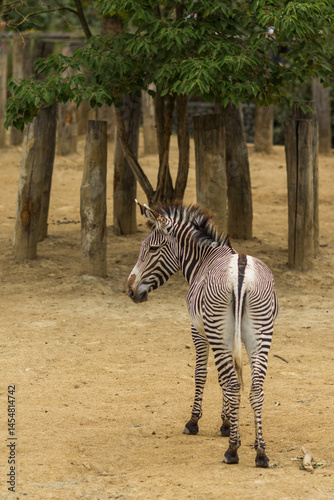zebra in the zoo