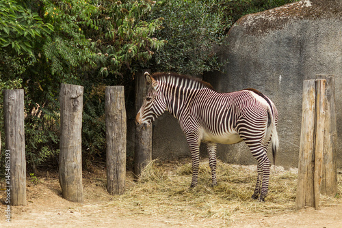 zebra in the zoo