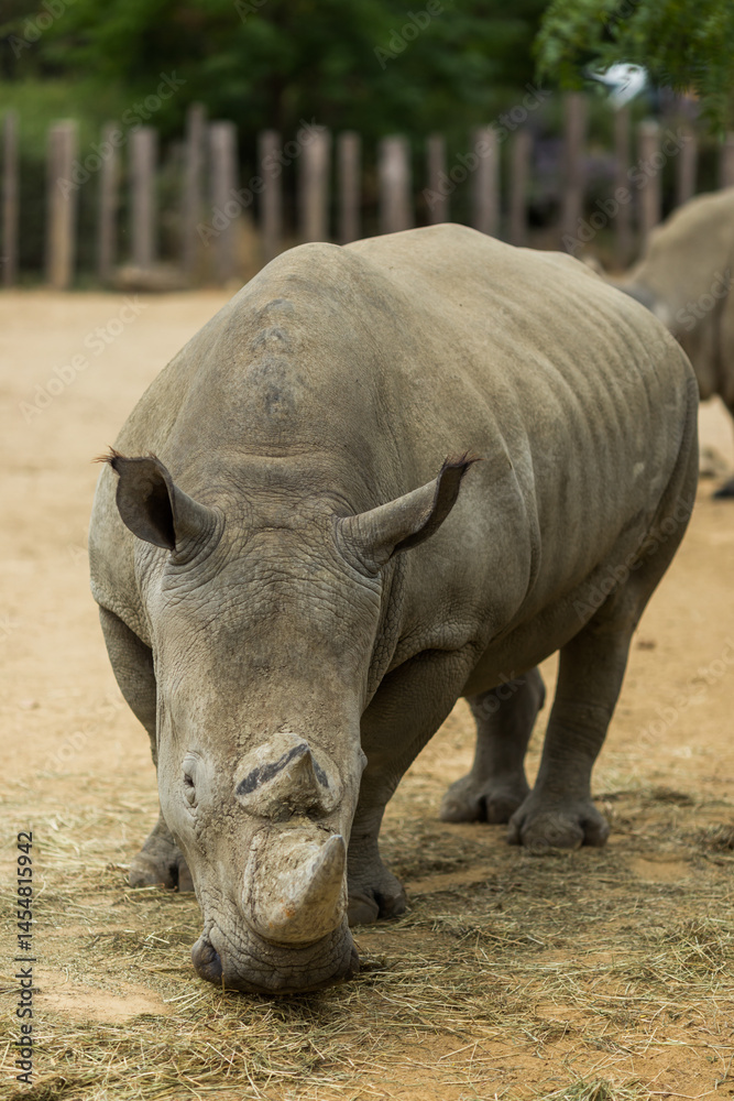 Obraz premium rhino in the zoo
