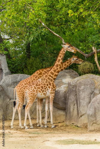 Canvas Print giraffe in the zoo
