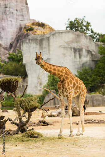 Photography giraffe in the zoo