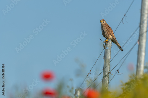 Fotografi Kestrel (Falco tinnunculus) hunting perched on a post in the vineyard