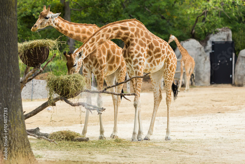 giraffe in the zoo