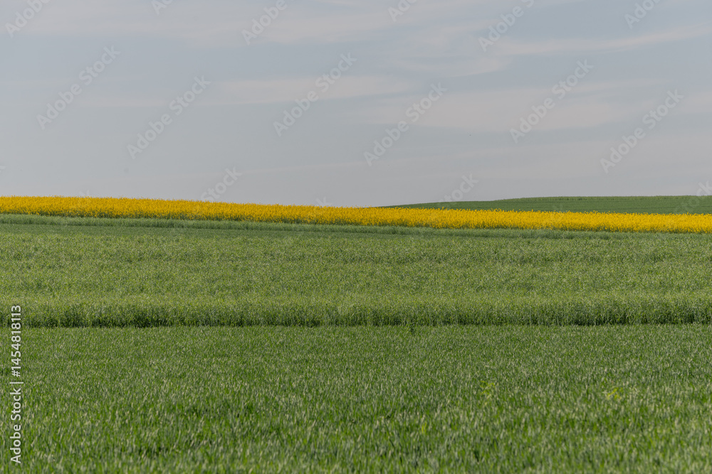 A field of green grass with yellow flowers in the background A field of green grass with yellow flowers in the background