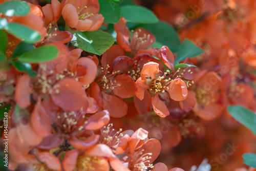 Red flowers of japanese quince flowering in garden in springtime close-up. Ornamental plant of chaenomeles japonicus in gardening. Cydonia japonica deciduous shrub flowering of rosaceae family.