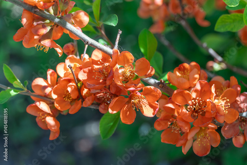 Red flowers of japanese quince flowering in garden in springtime close-up. Ornamental plant of chaenomeles japonicus in gardening. Cydonia japonica deciduous shrub flowering of rosaceae family.