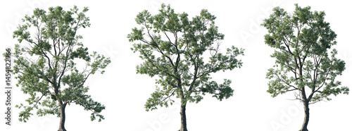 Set of Robinia pseudoacacia (commonly known as black locust, false acacia) isolated png in sunny daylight on a transparent background perfectly cutout