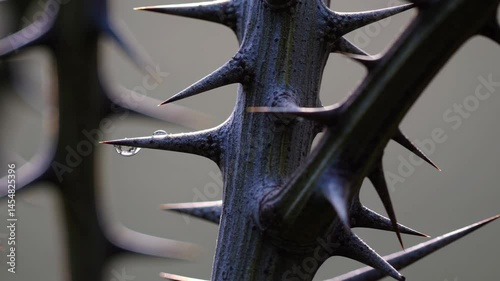 Close-up video of thorny branches with a shallow depth of field. The side angle highlights sharp details against a soft, blurred background.